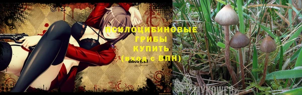 ГАЛЛЮЦИНОГЕННЫЕ ГРИБЫ Баксан